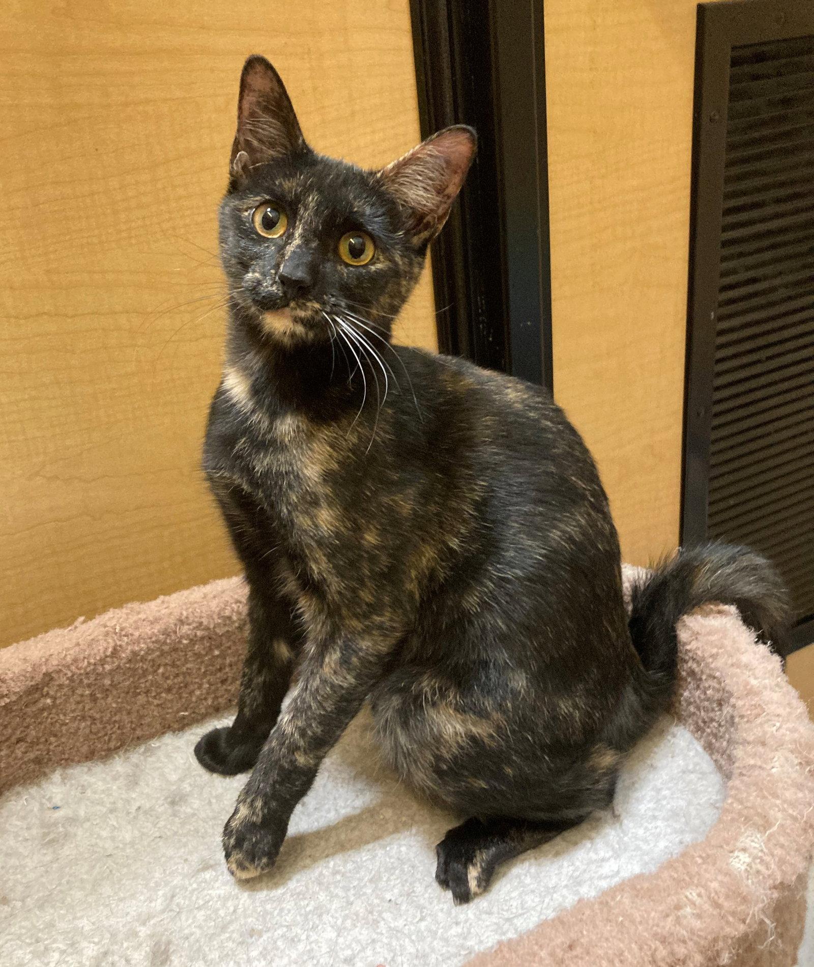 Sassy Sue, a Adopted Domestic Short Hair in Texarkana, TX image 1/3