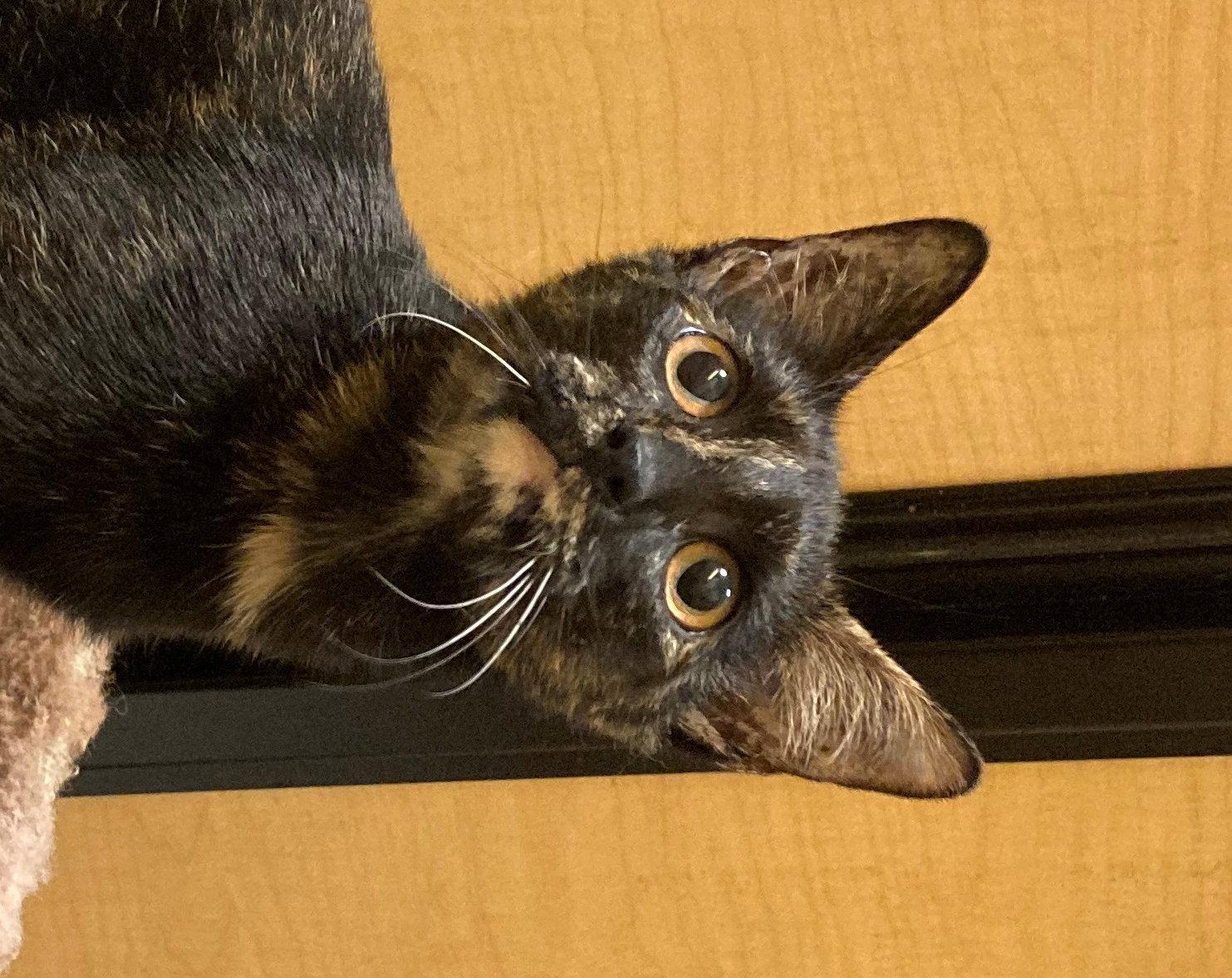 Sassy Sue, a Adopted Domestic Short Hair in Texarkana, TX image 2/3