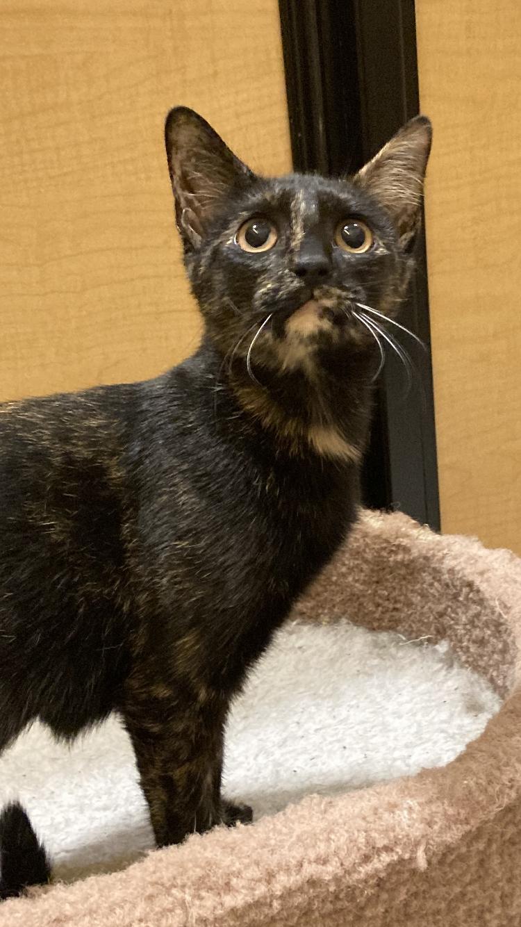 Sassy Sue, a Adopted Domestic Short Hair in Texarkana, TX image 3/3