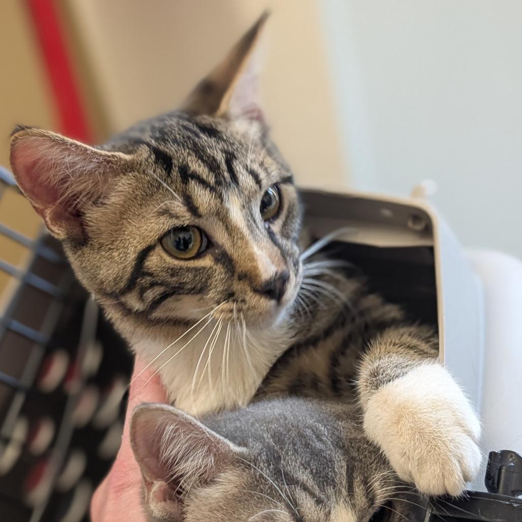 Enlarge Cecil, a Adoptable Domestic Short Hair in Asheville, NC image 1/6