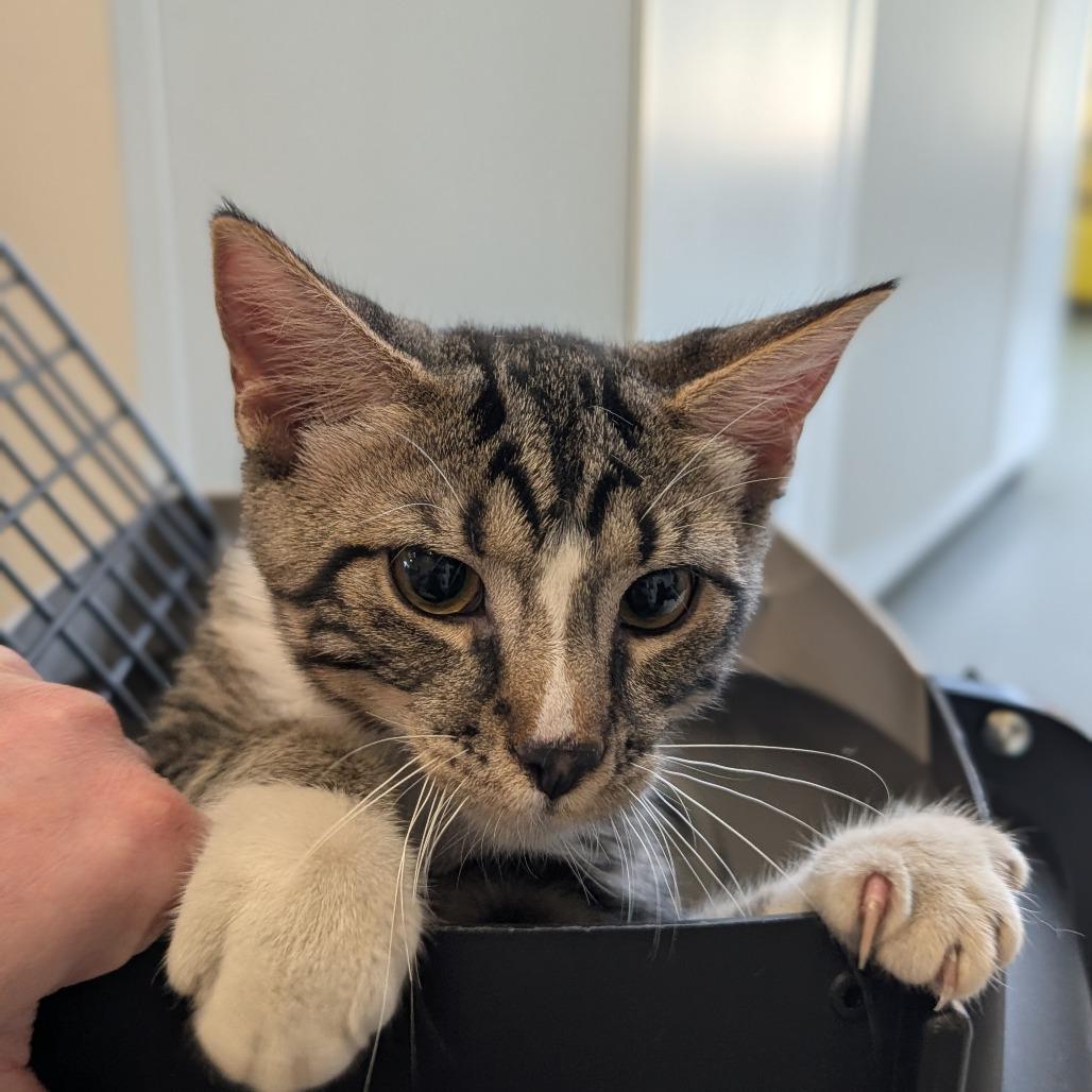 Enlarge Cecil, a Adoptable Domestic Short Hair in Asheville, NC image 2/6