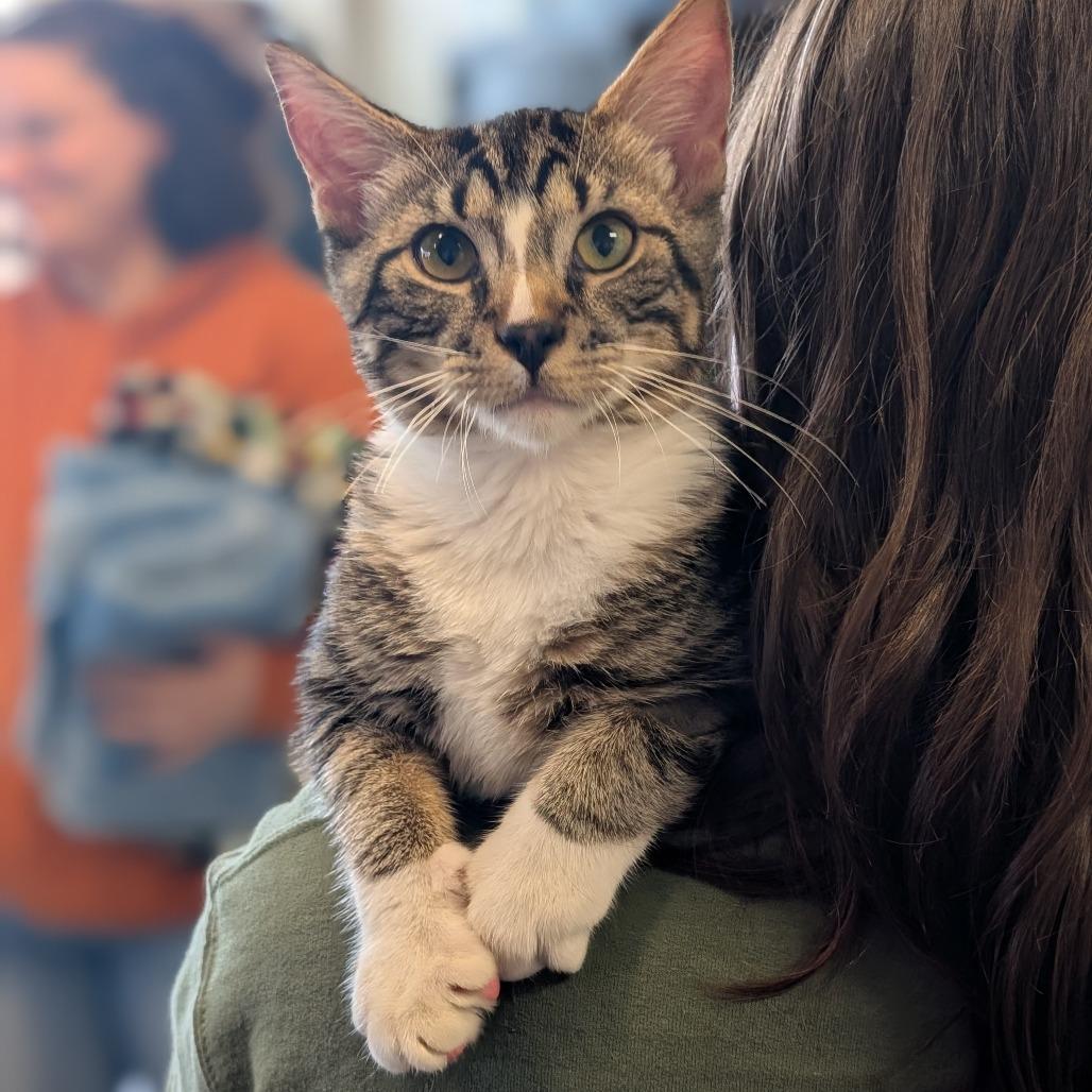 Enlarge Cecil, a Adoptable Domestic Short Hair in Asheville, NC image 3/6
