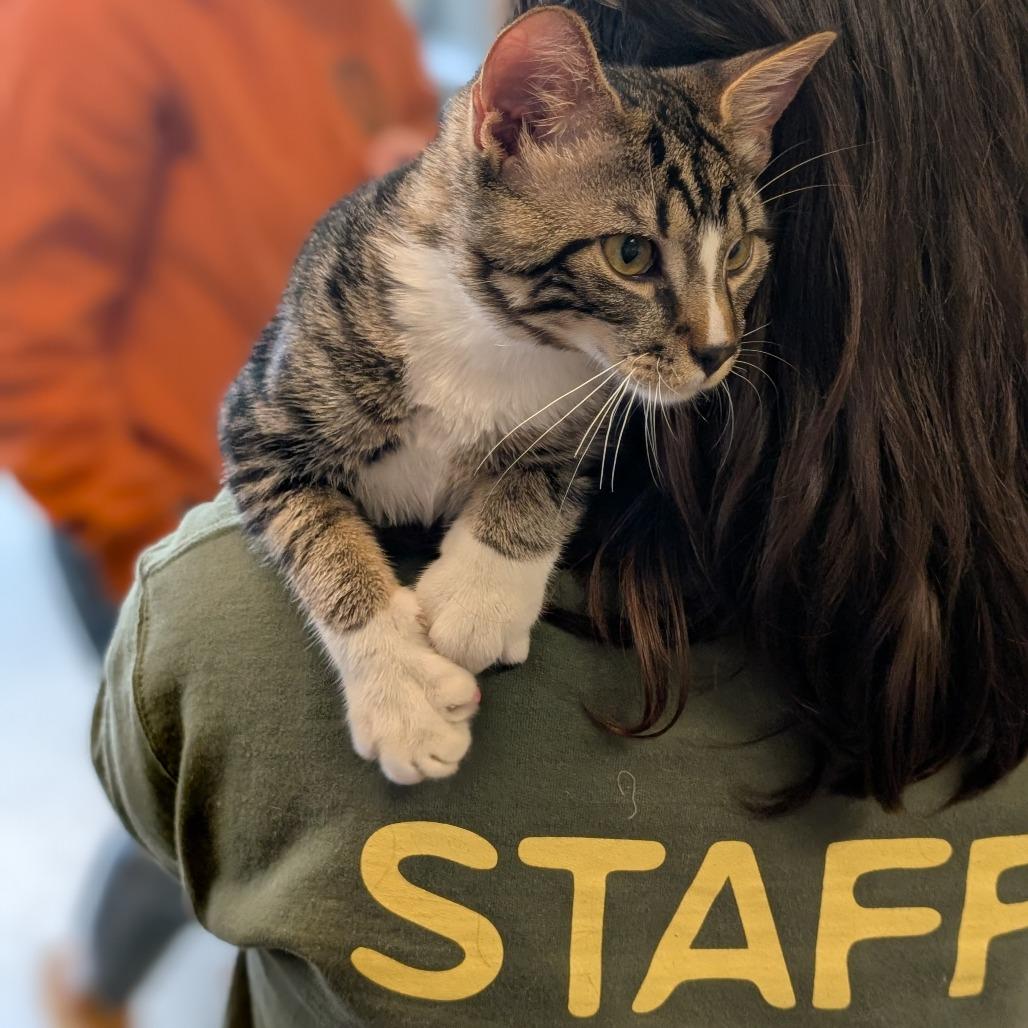 Enlarge Cecil, a Adoptable Domestic Short Hair in Asheville, NC image 4/6