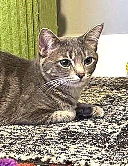 Enlarge Savannah, a ADOPTABLE mixed breed in Villa Park, IL image 4/6