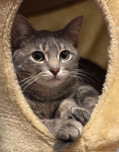 Savannah, ADOPTABLE, Kitten Female Tabby & Domestic Short Hair.