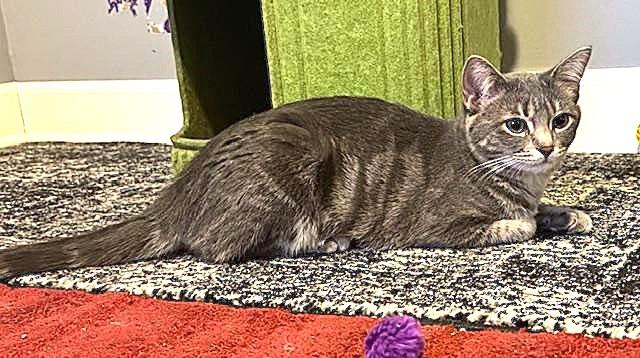 Enlarge Savannah, a ADOPTABLE mixed breed in Villa Park, IL image 3/6