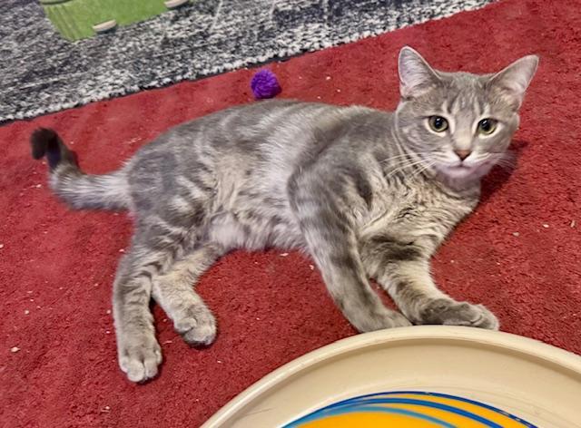 Enlarge Savannah, a ADOPTABLE mixed breed in Villa Park, IL image 2/6