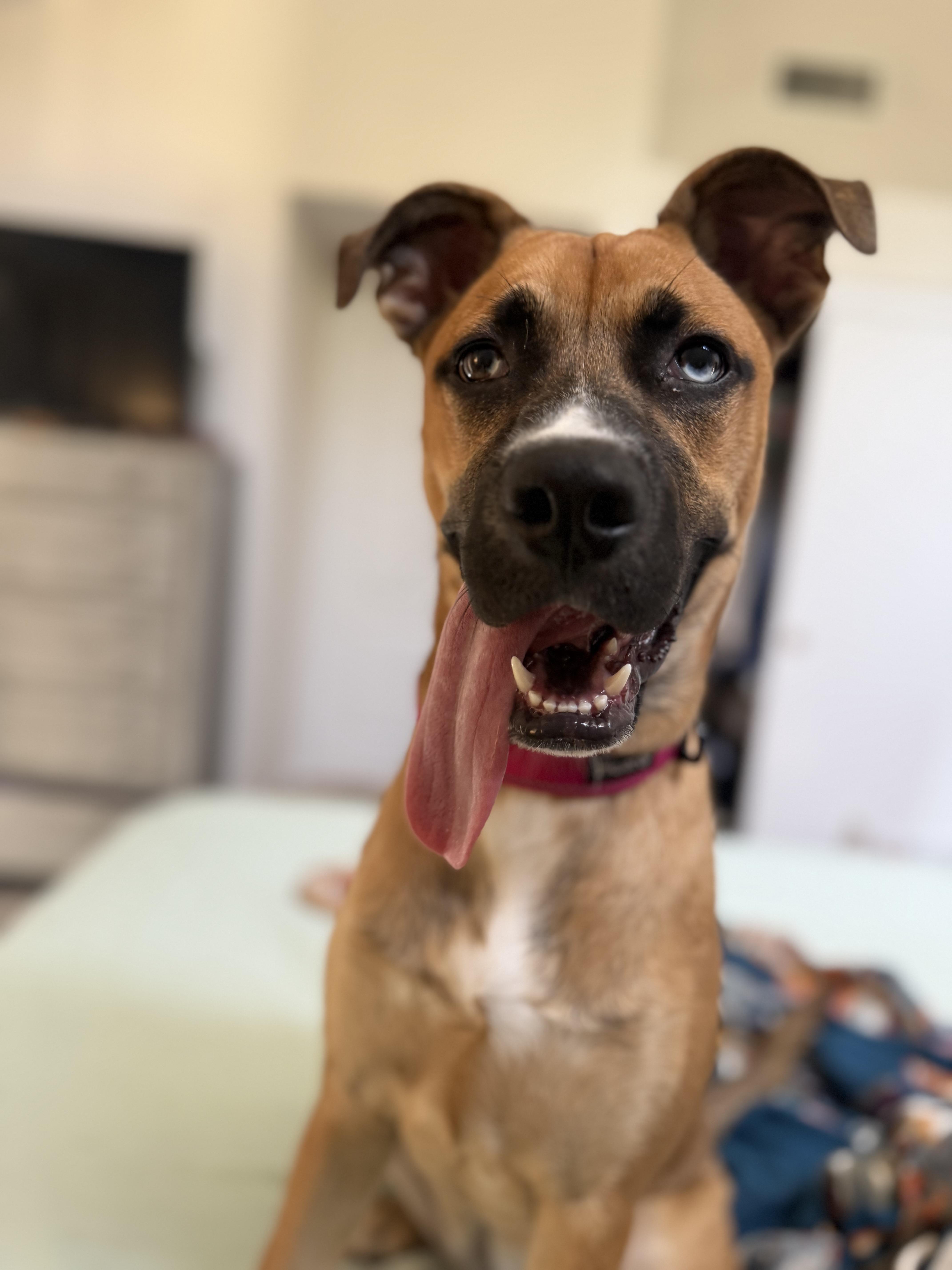 Shania, Adoptable, Young Female Boxer.