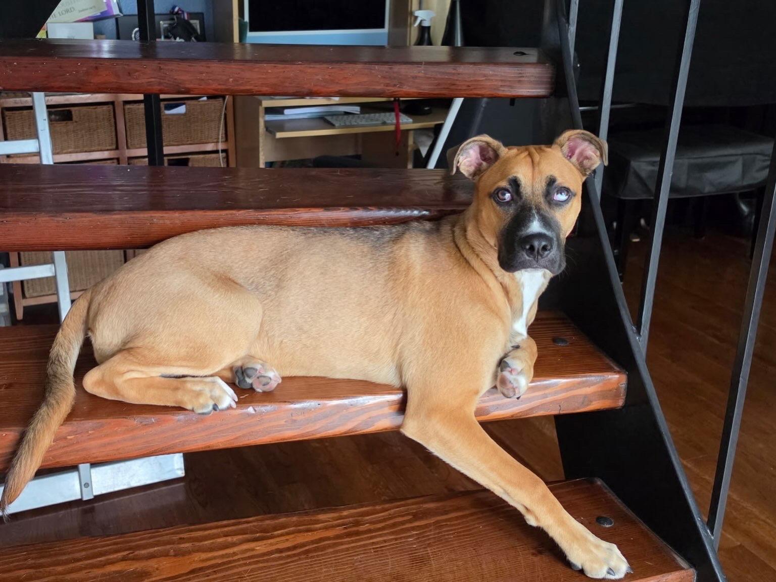 Enlarge Shania, a Adoptable mixed breed in Whittier, CA image 2/6
