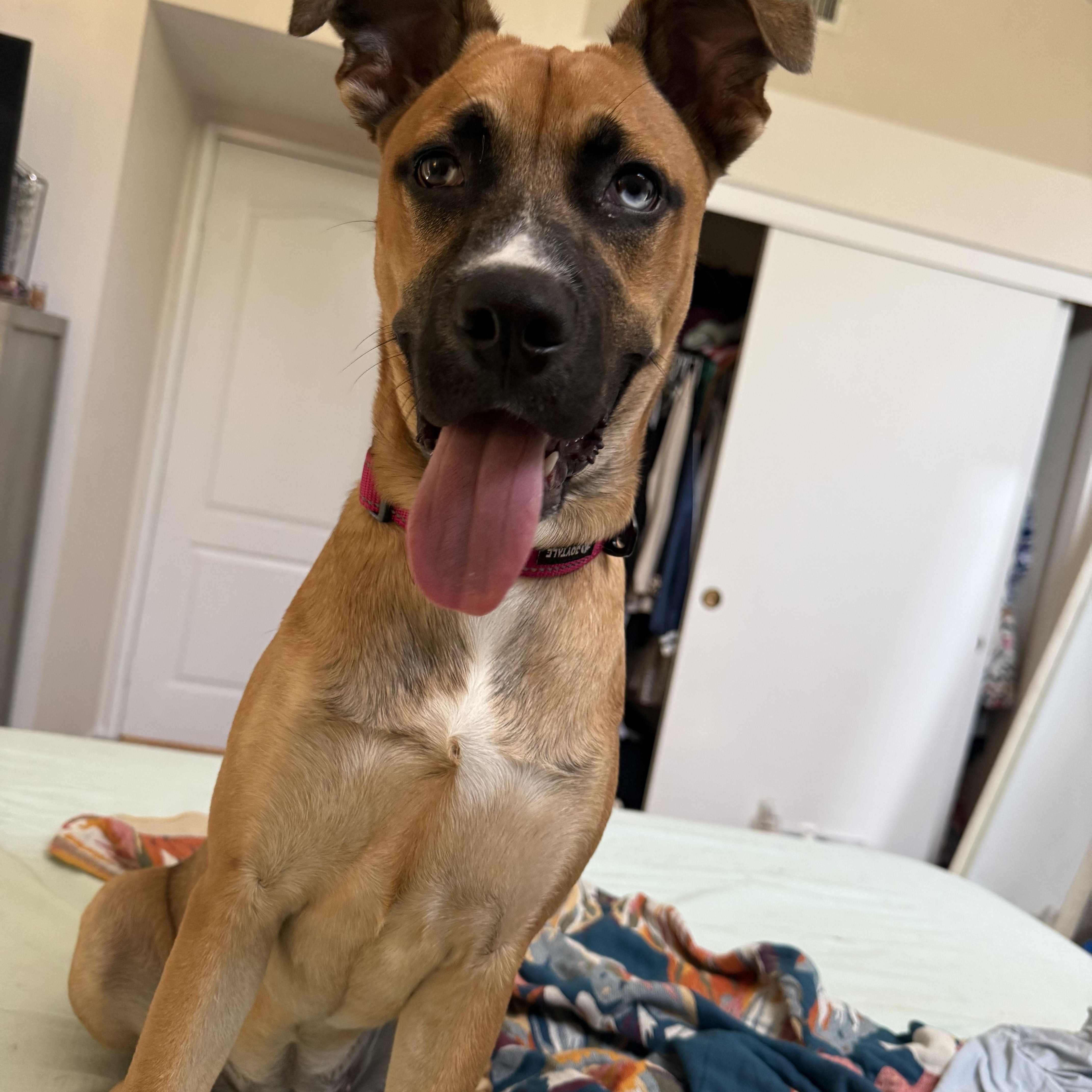 Enlarge Shania, a Adoptable mixed breed in Whittier, CA image 3/6