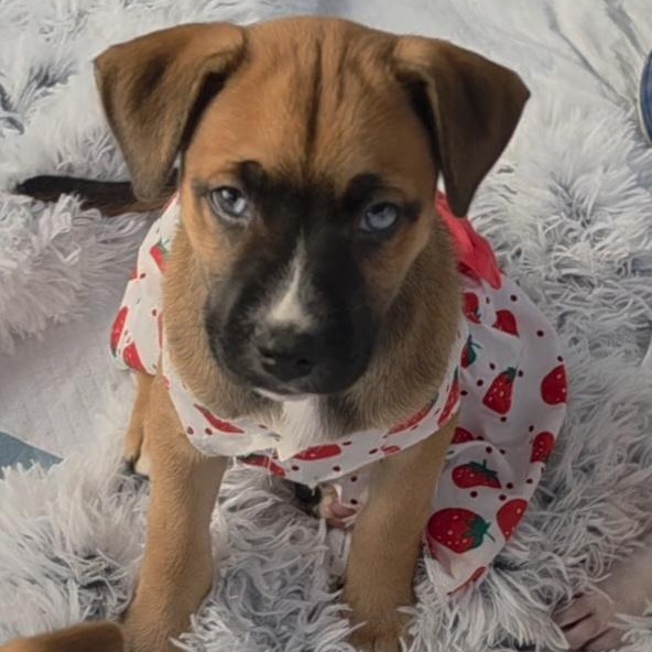 Enlarge Shania, a Adoptable mixed breed in Whittier, CA image 5/6