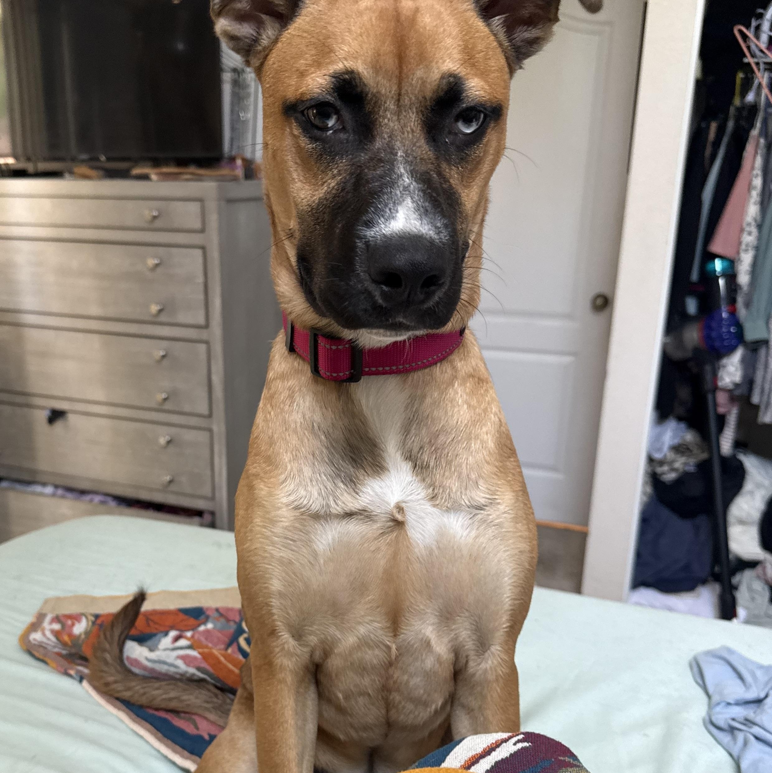 Enlarge Shania, a Adoptable mixed breed in Whittier, CA image 4/6