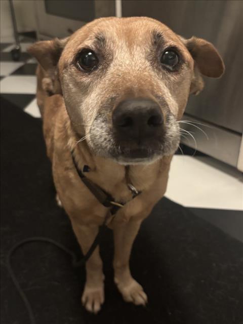 Enlarge MARGIE, a Adoptable mixed breed in Los Angeles, CA image 2/3