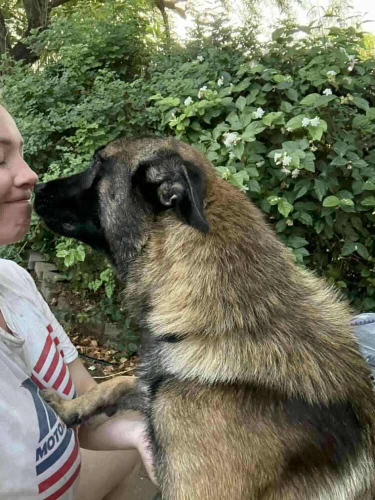 Asher - located in CA, a Adoptable Belgian Shepherd / Malinois in Oakland, CA image 1/6