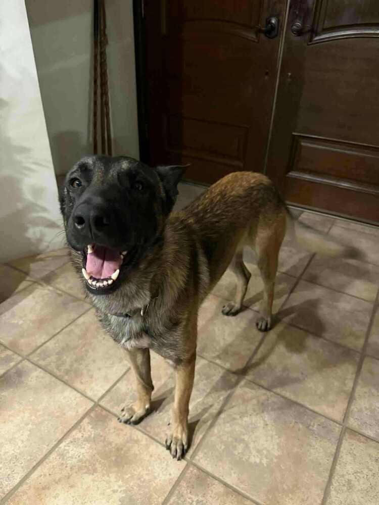 Asher - located in CA, a Adoptable Belgian Shepherd / Malinois in Oakland, CA image 2/6