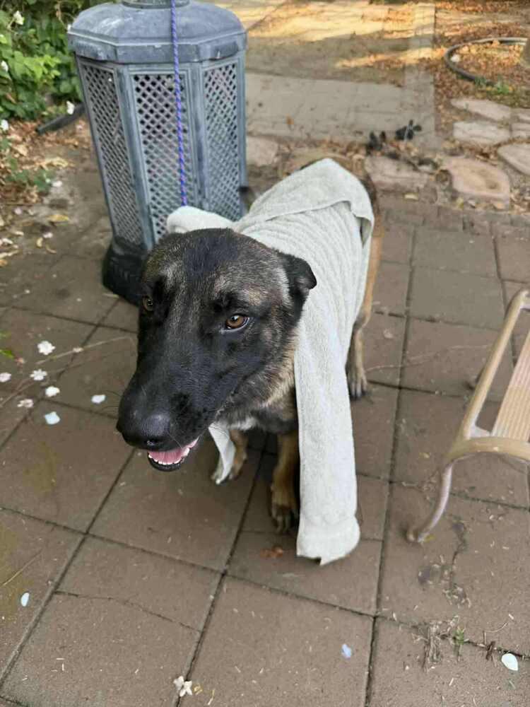 Asher - located in CA, a Adoptable Belgian Shepherd / Malinois in Oakland, CA image 3/6