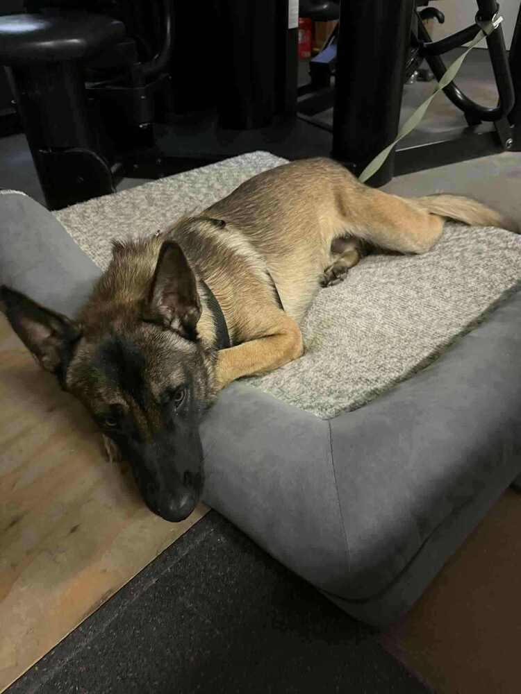 Asher - located in CA, a Adoptable Belgian Shepherd / Malinois in Oakland, CA image 4/6