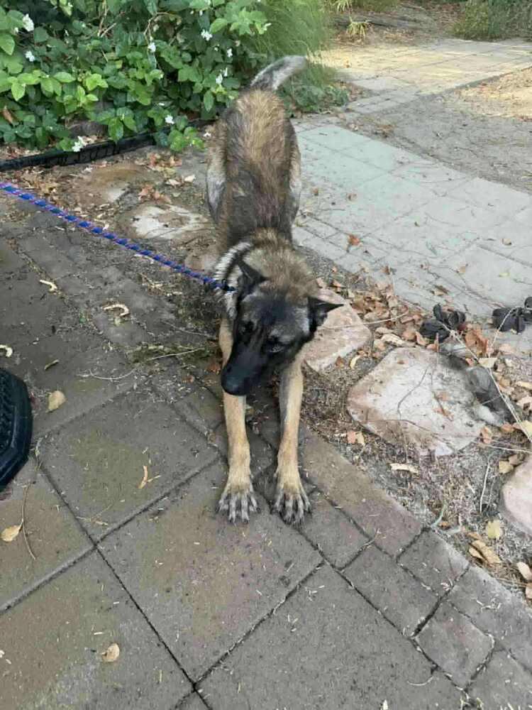 Asher - located in CA, a Adoptable Belgian Shepherd / Malinois in Oakland, CA image 5/6