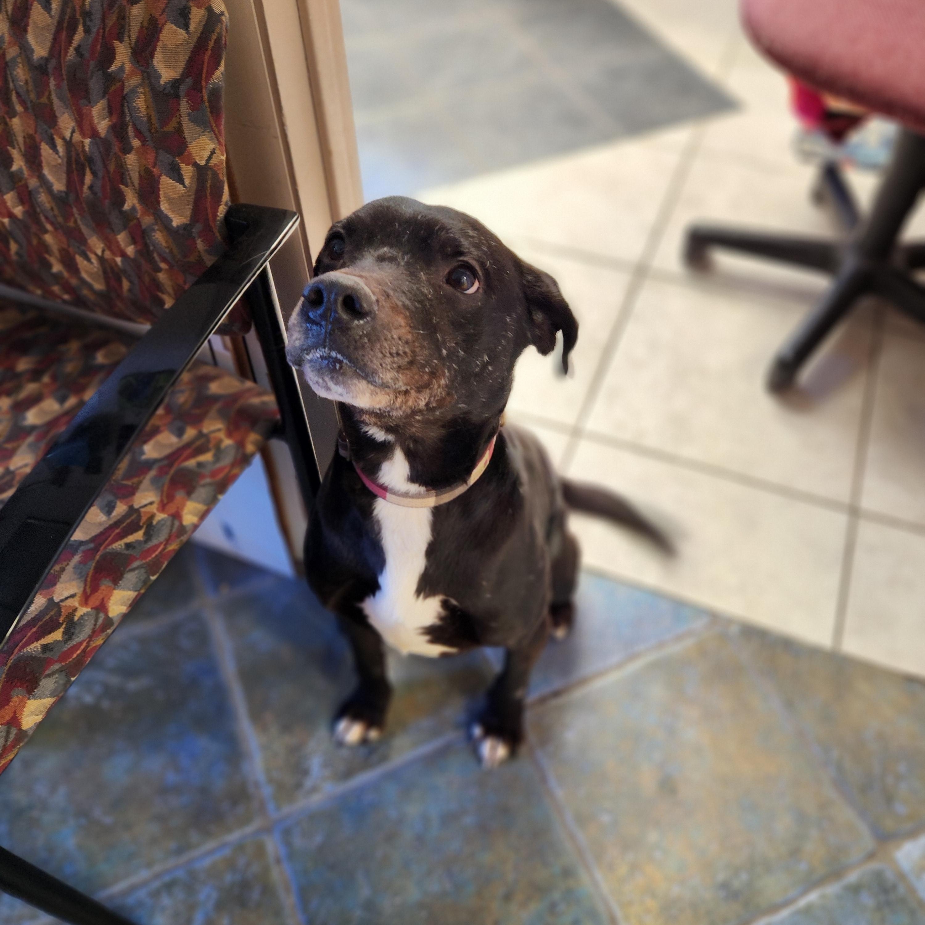 Jay, a Adoptable mixed breed in Waupun, WI image 1/4