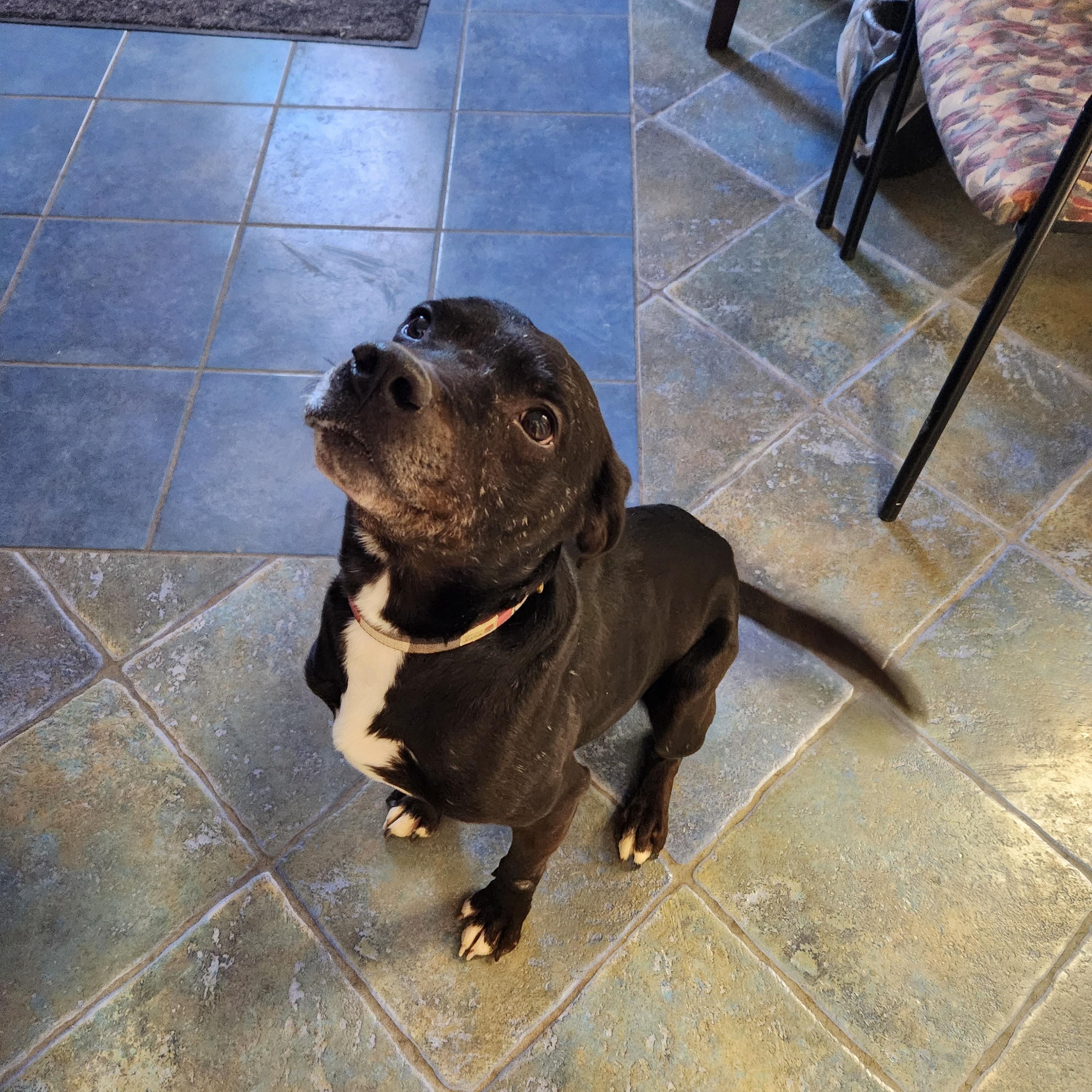 Jay, a Adoptable mixed breed in Waupun, WI image 2/4