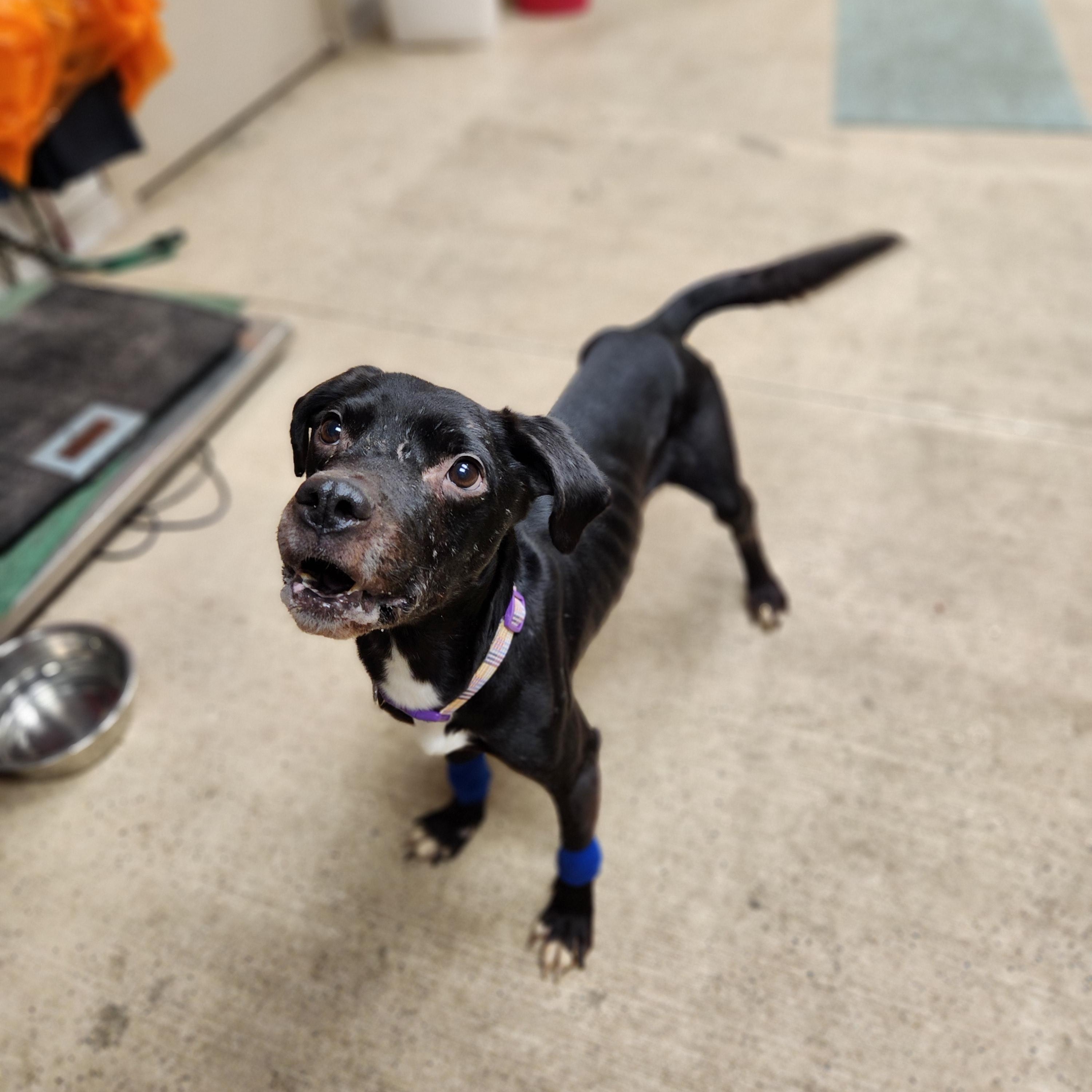 Jay, a Adoptable mixed breed in Waupun, WI image 3/4