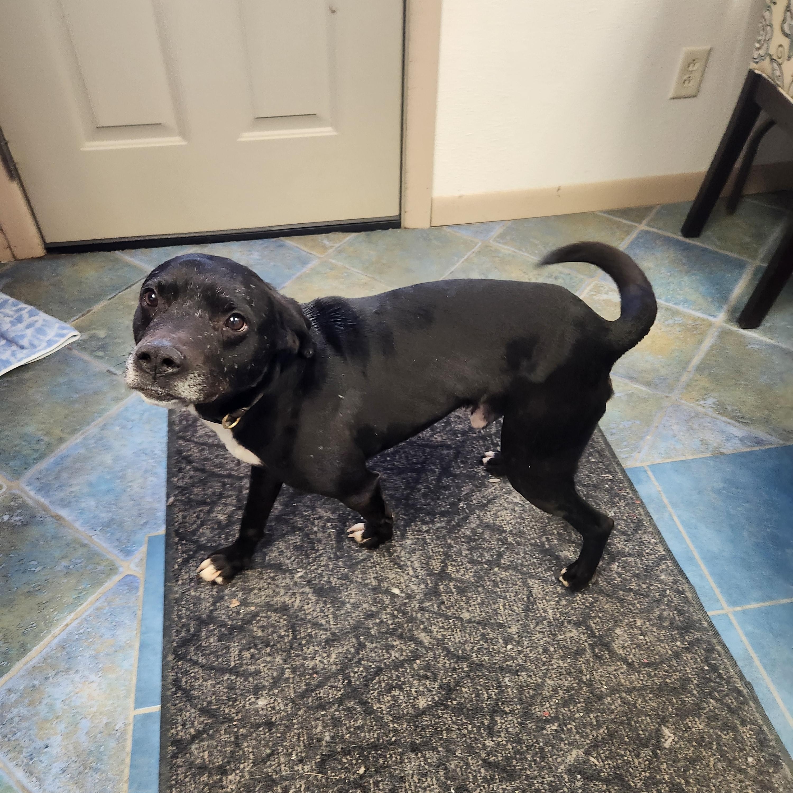 Jay, a Adoptable mixed breed in Waupun, WI image 4/4