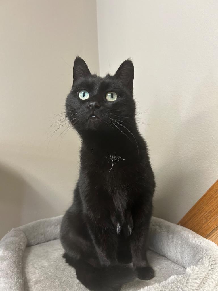 Jemma, Adoptable, Adult Female Domestic Short Hair.