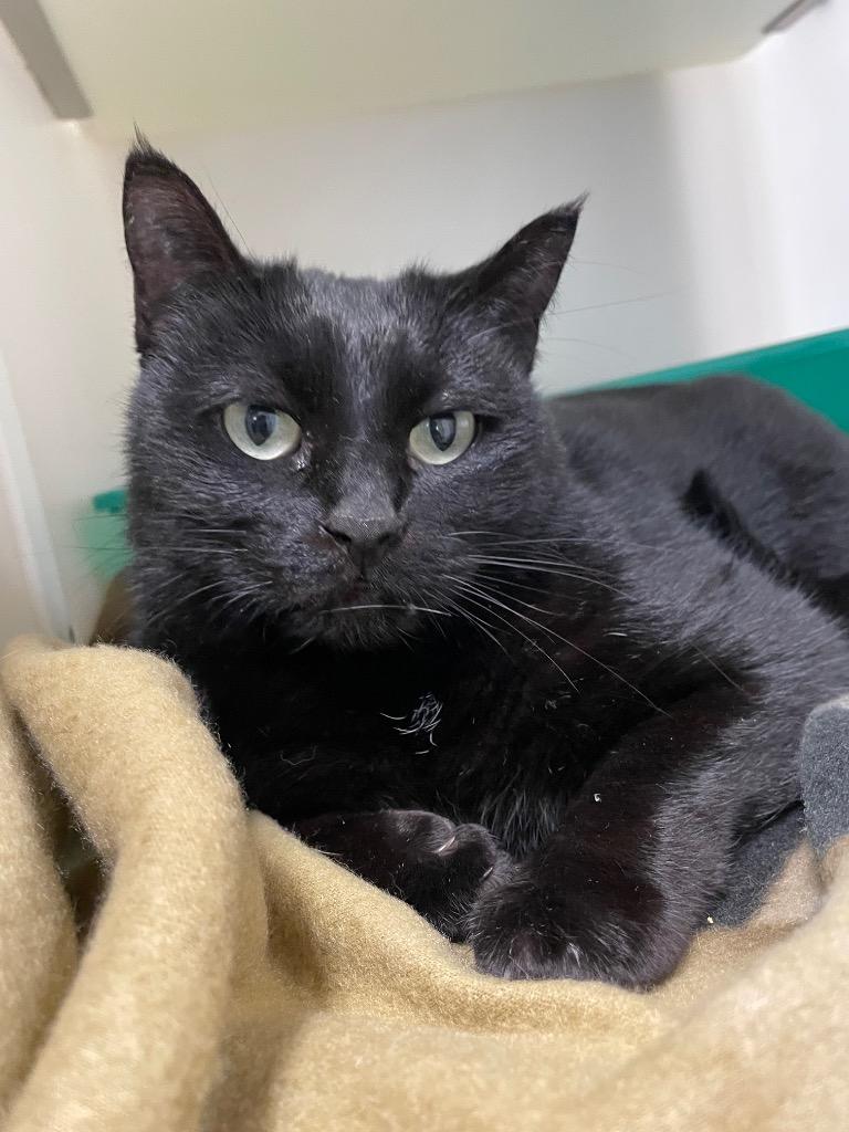 Jemma, Adoptable, Adult Female Domestic Short Hair.