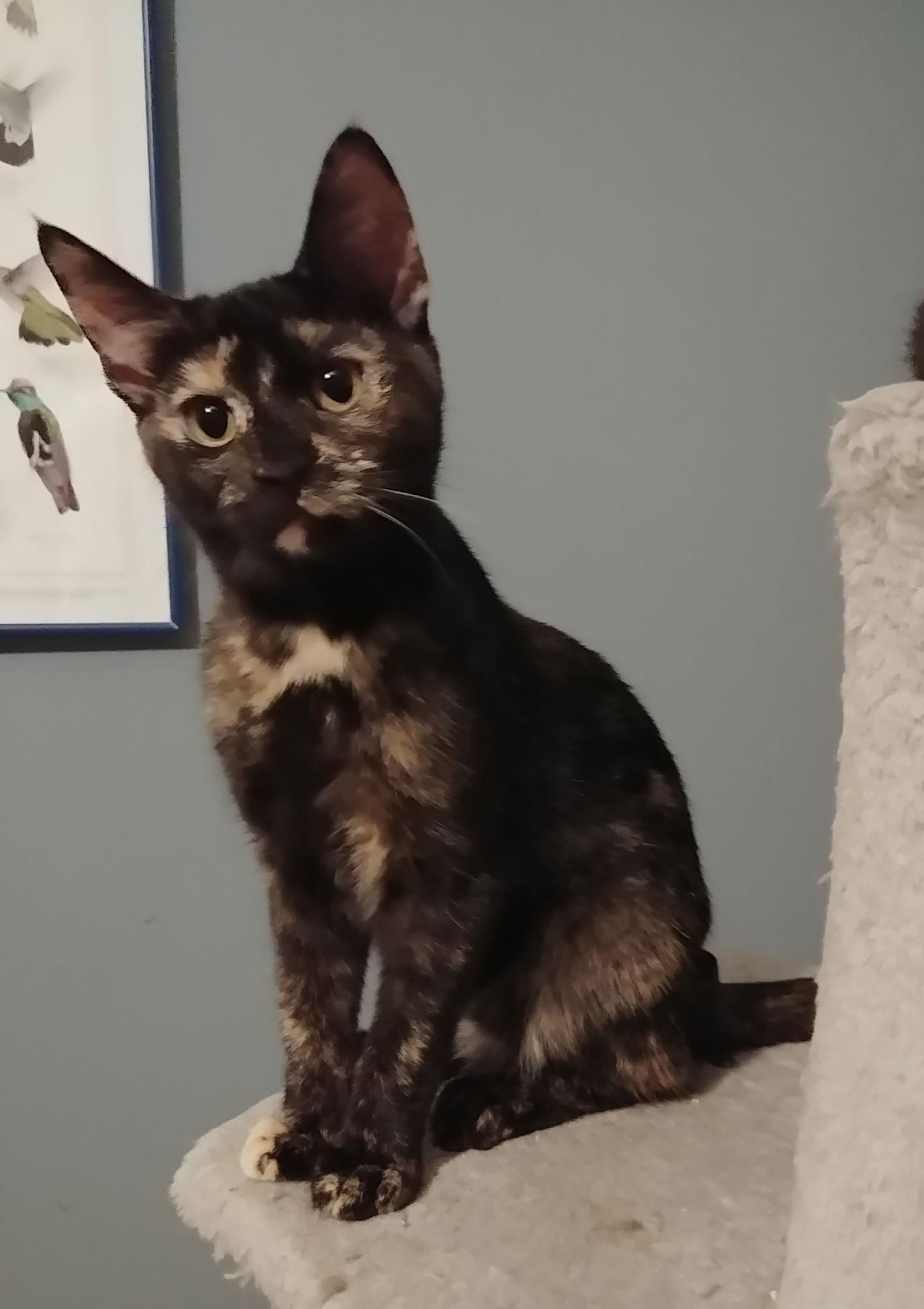 Enlarge Pistachio, a Adopted Domestic Short Hair in Crossville, TN image 1/4