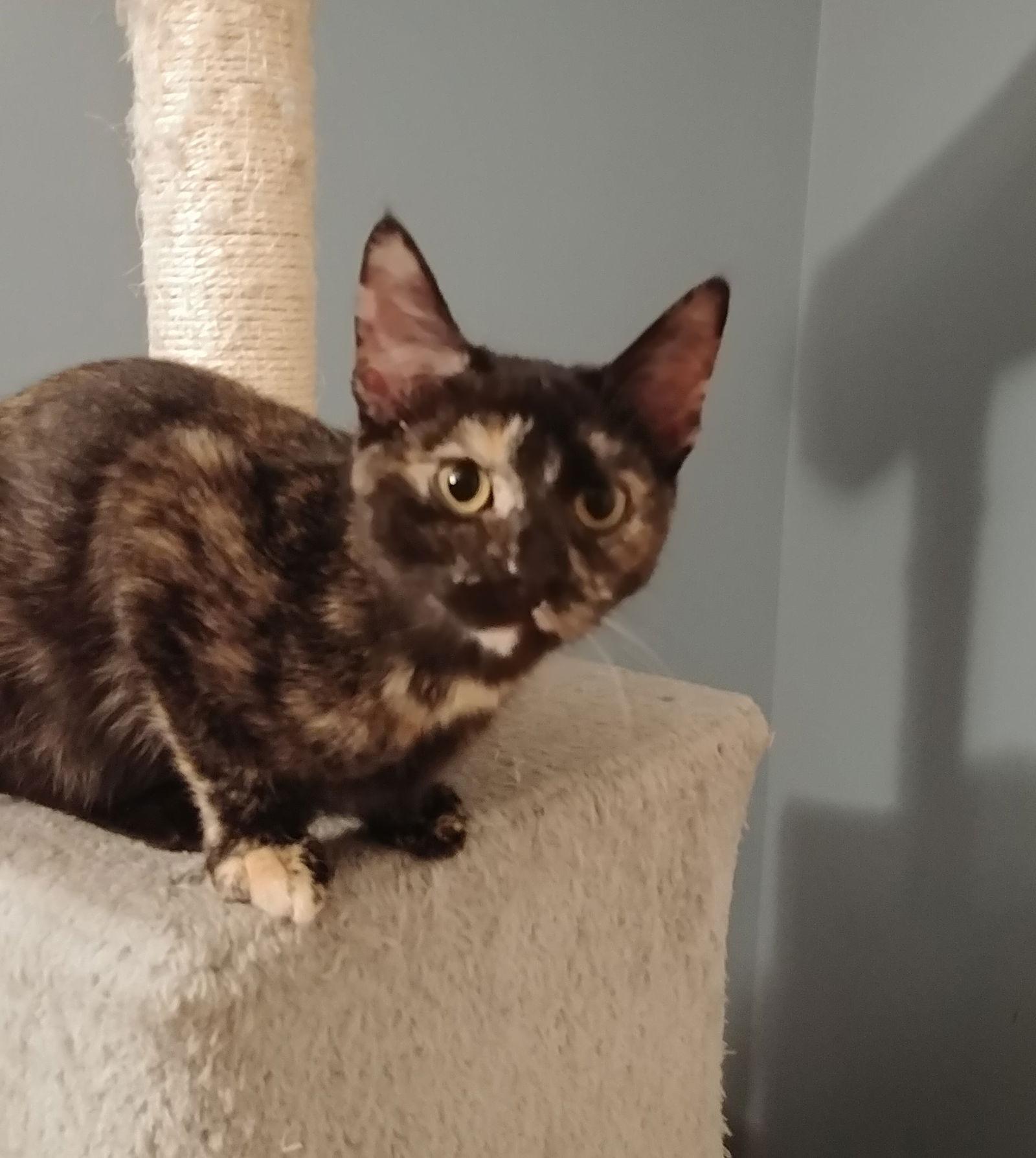 Pistachio, Adopted, Young Female Domestic Short Hair.