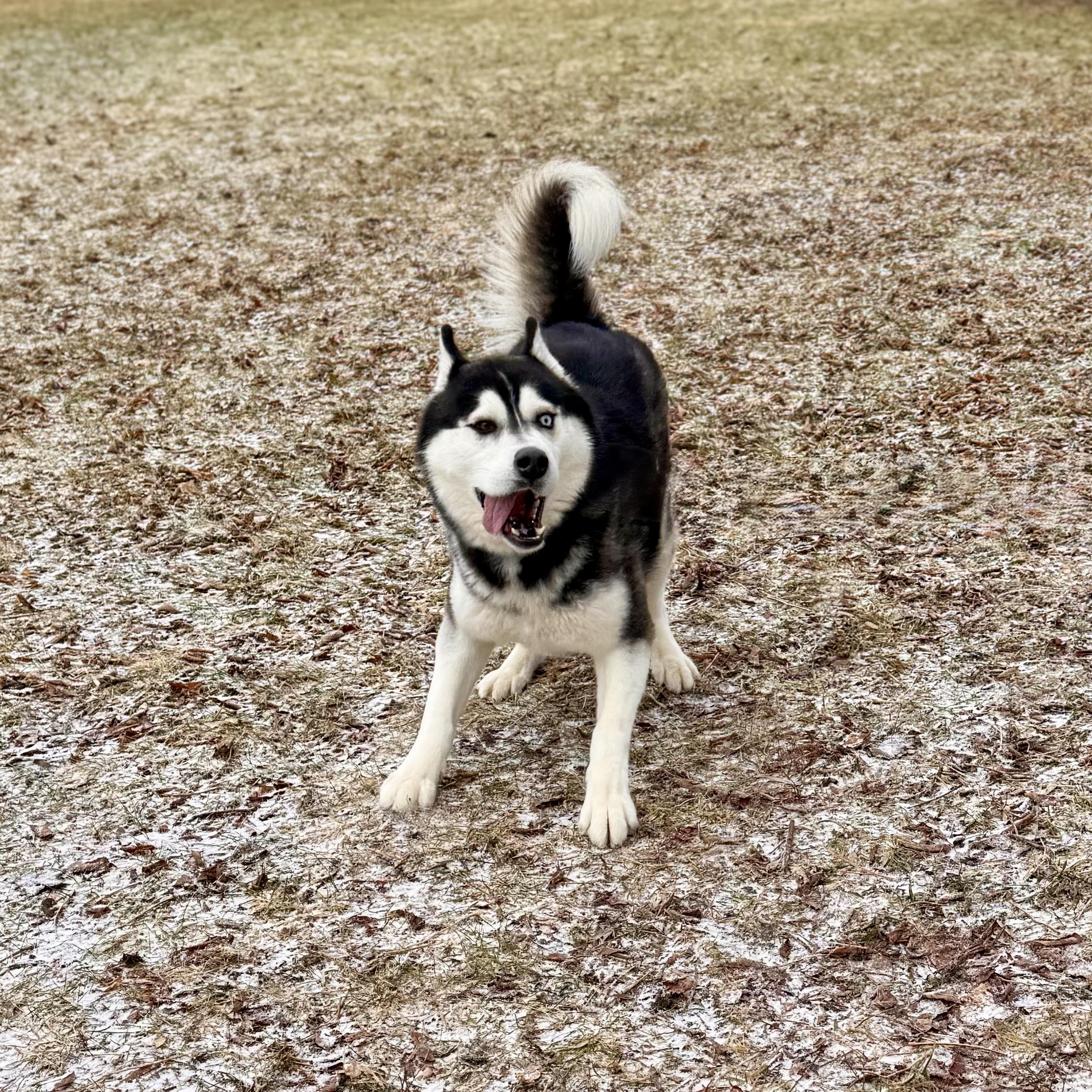 Tumbleweed, an adopted Husky in Midland, MI image 4/6