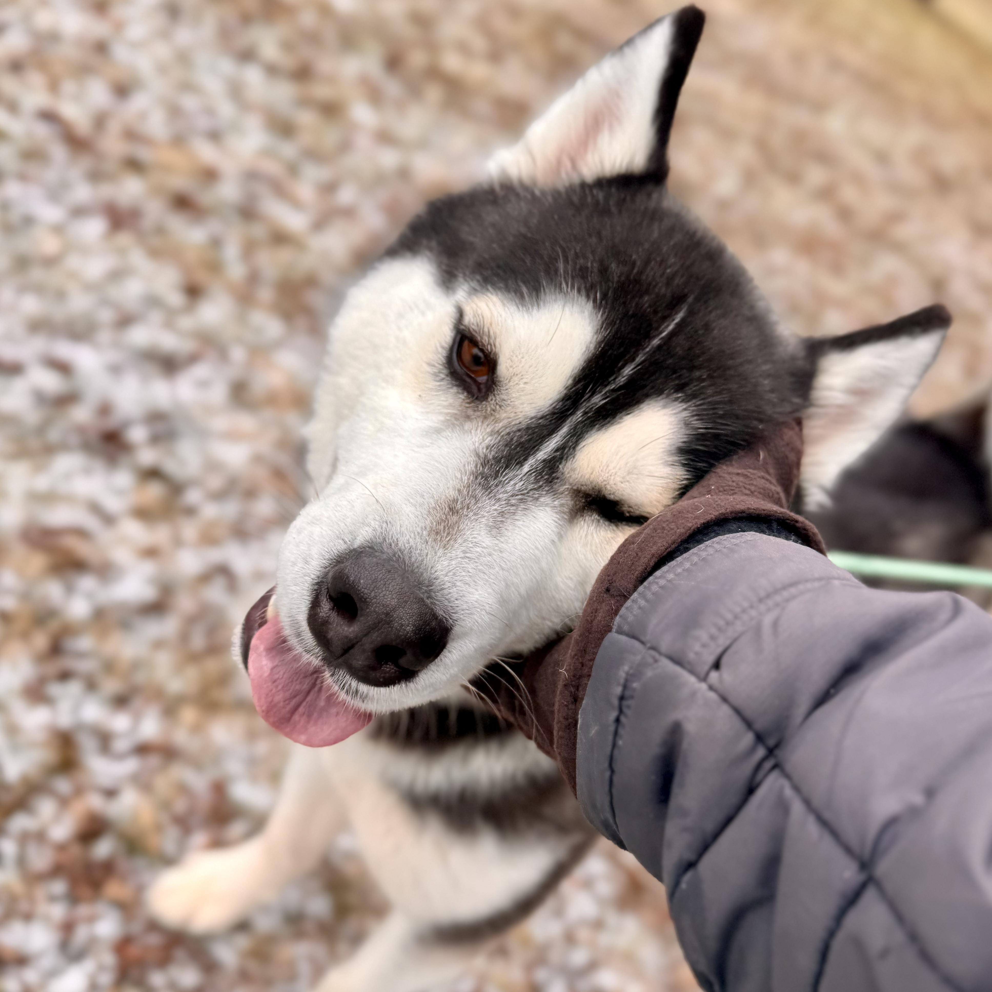 Tumbleweed, an adopted Husky in Midland, MI image 2/6