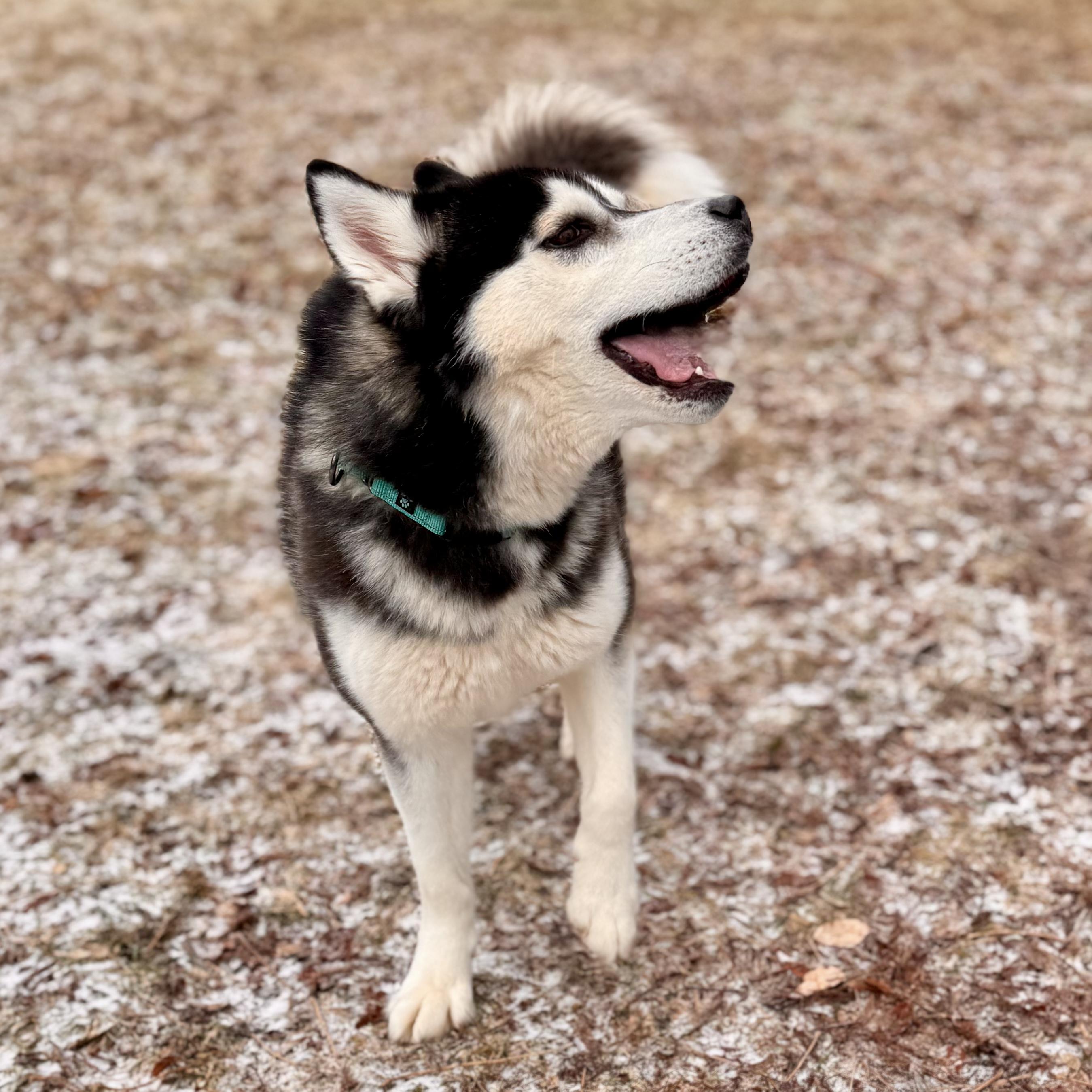 Tumbleweed, adopted, Adult Male Husky.