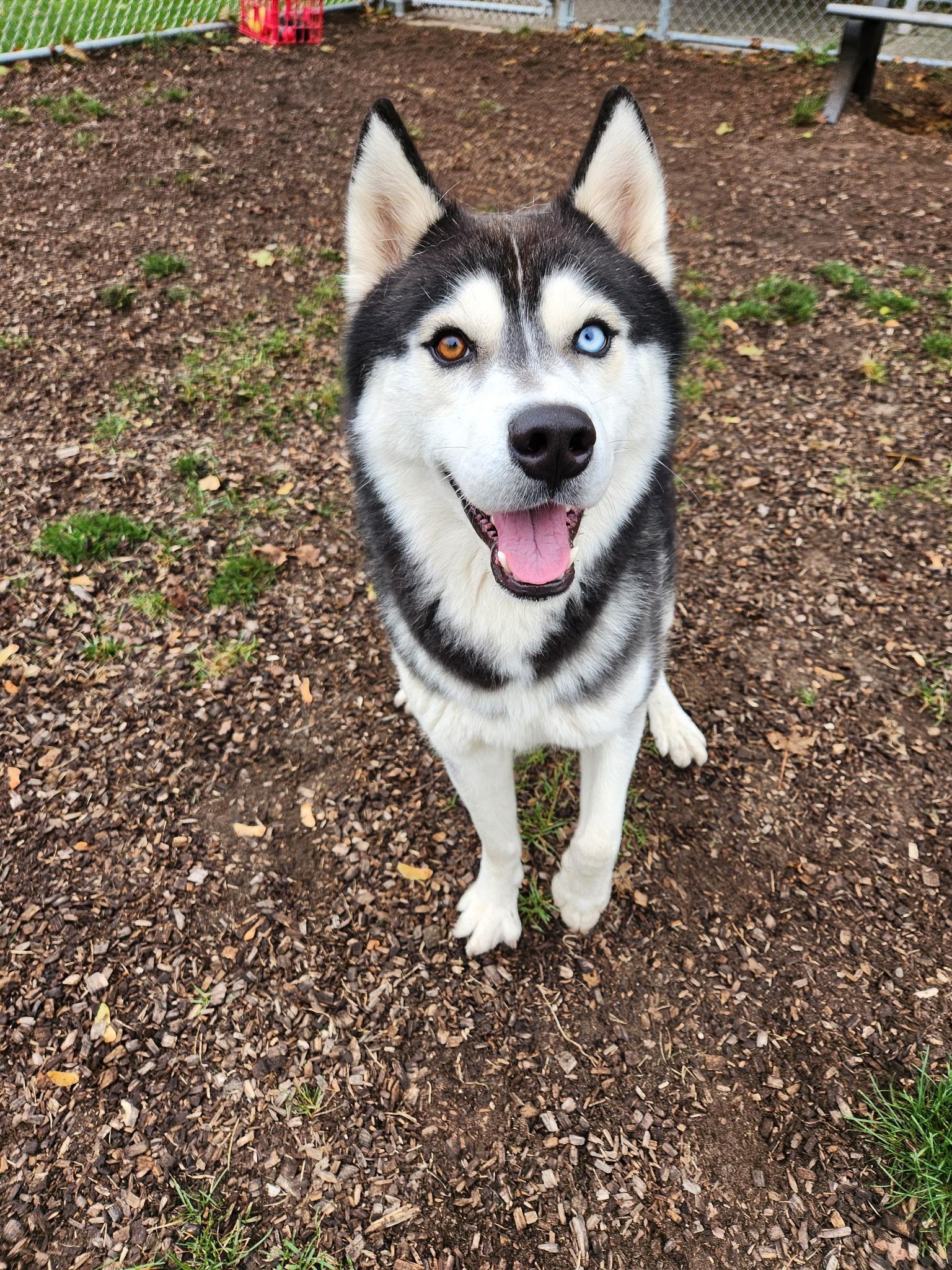 Tumbleweed, an adopted Husky in Midland, MI image 6/6