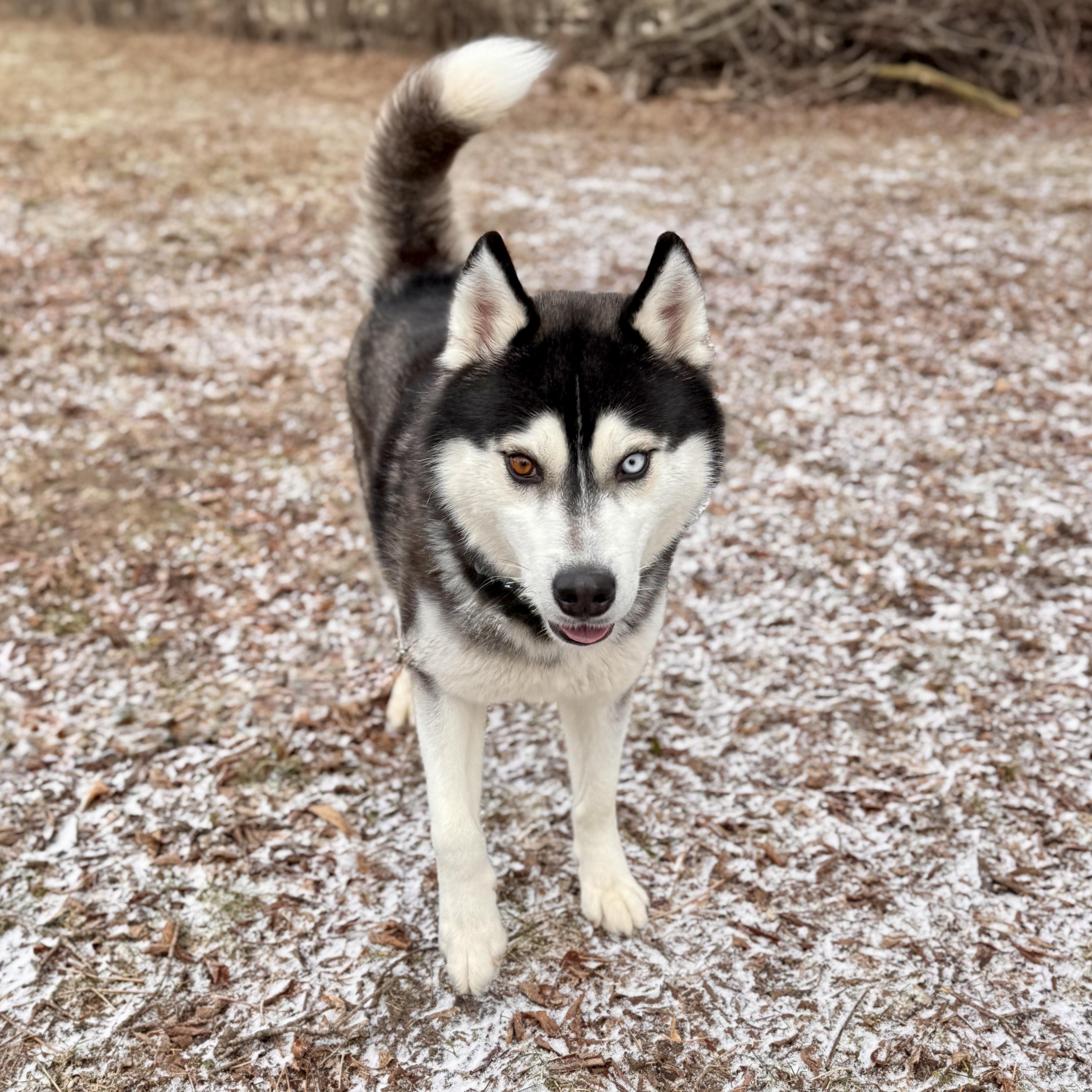 Tumbleweed, an adopted Husky in Midland, MI image 3/6