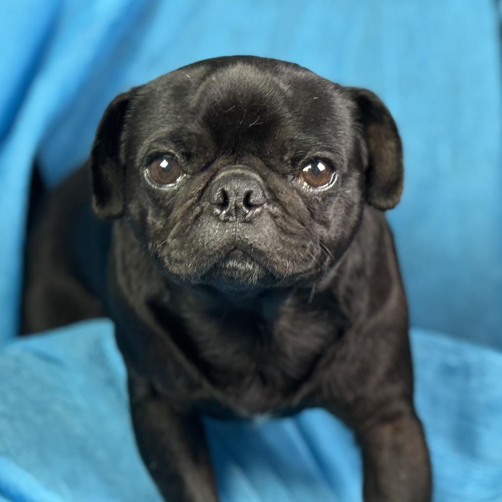 Edwin: The Snuggly Sidekick With a Snorty Smile, a ADOPTABLE Pug in San Antonio, TX image 5/5