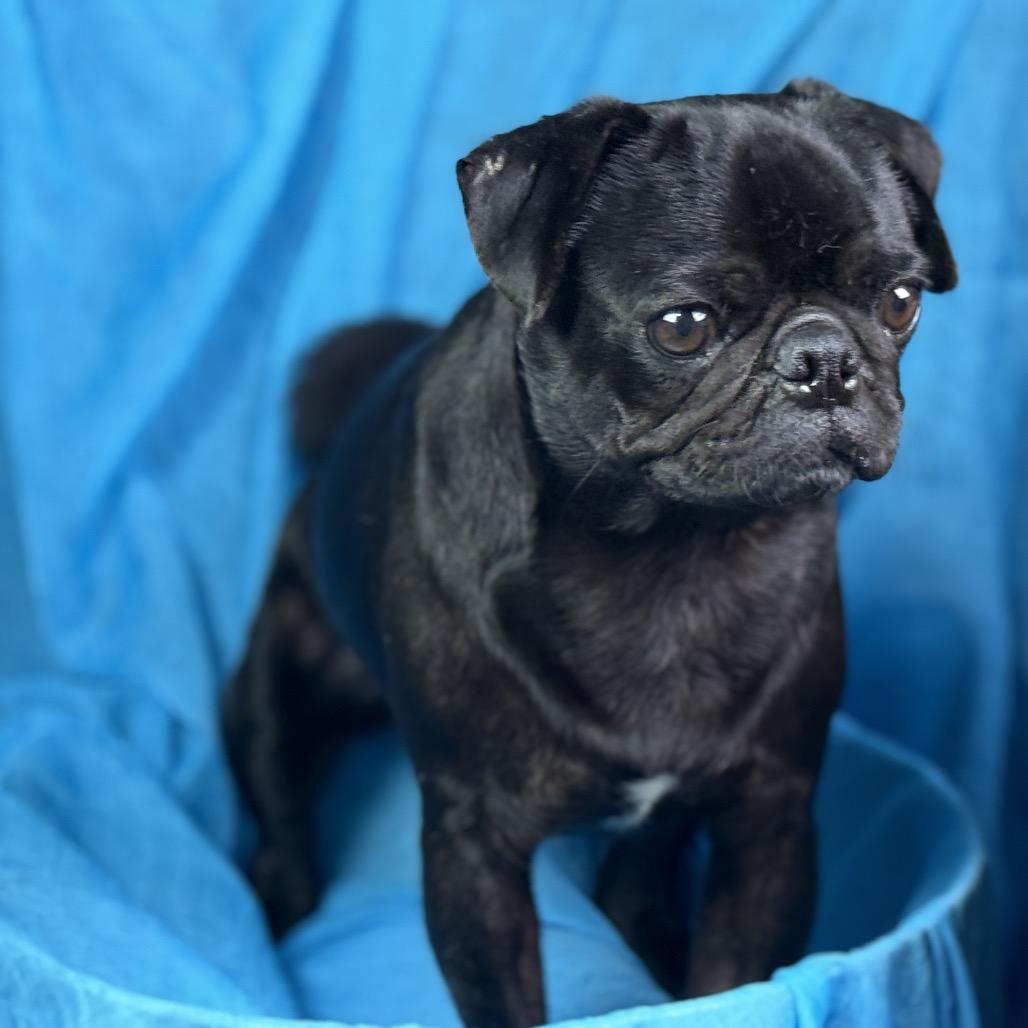 Edwin: The Snuggly Sidekick With a Snorty Smile, a ADOPTABLE Pug in San Antonio, TX image 4/5
