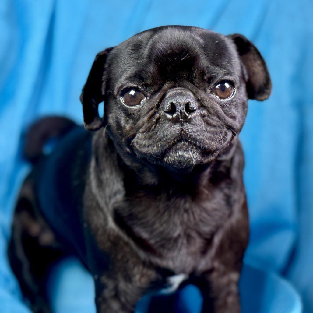 Edwin: The Snuggly Sidekick With a Snorty Smile, ADOPTABLE, Young Male Pug.