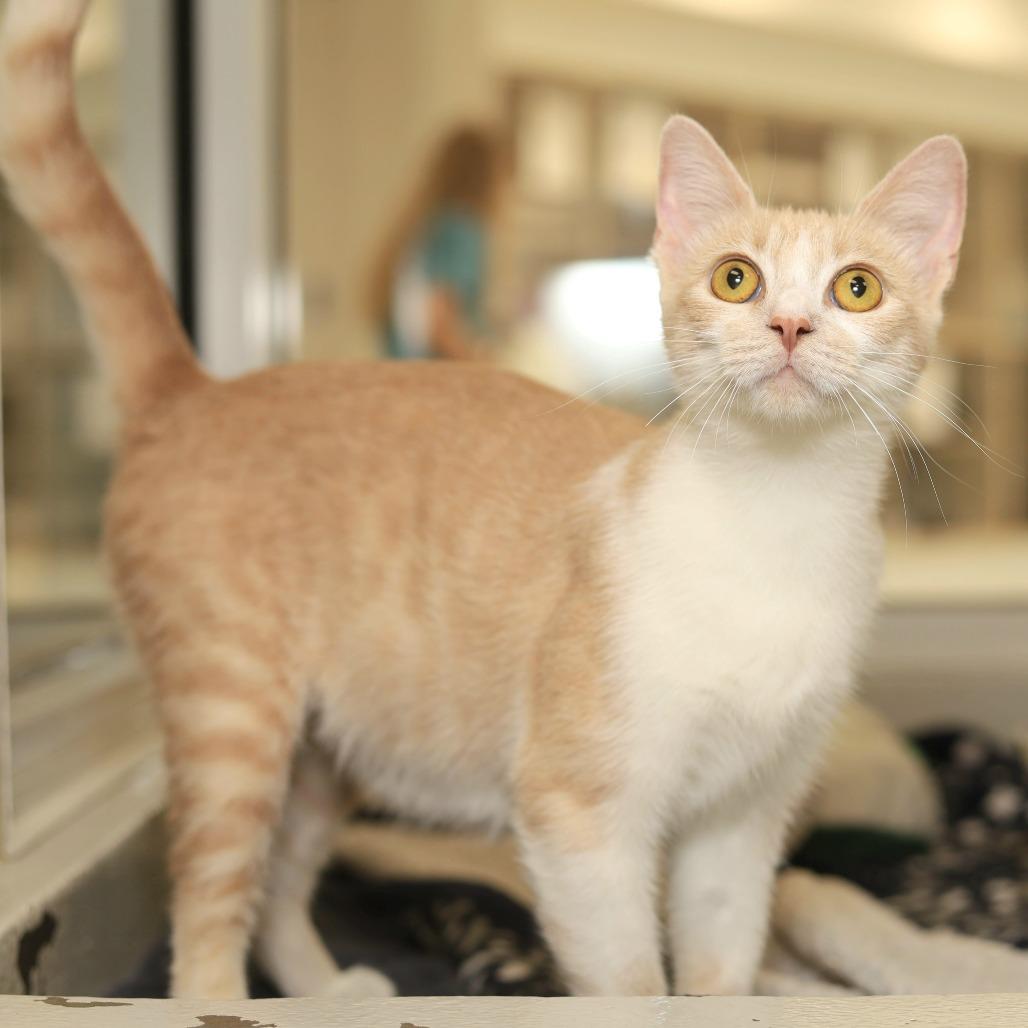 Cinnamon, Adoptable, Young Female Domestic Short Hair.