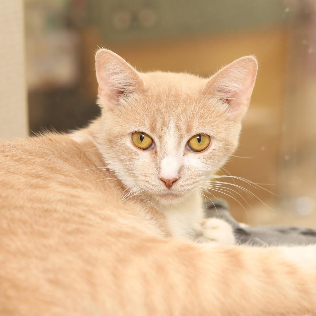 Enlarge Cinnamon, a Adoptable Domestic Short Hair in Evansville, IN image 2/2