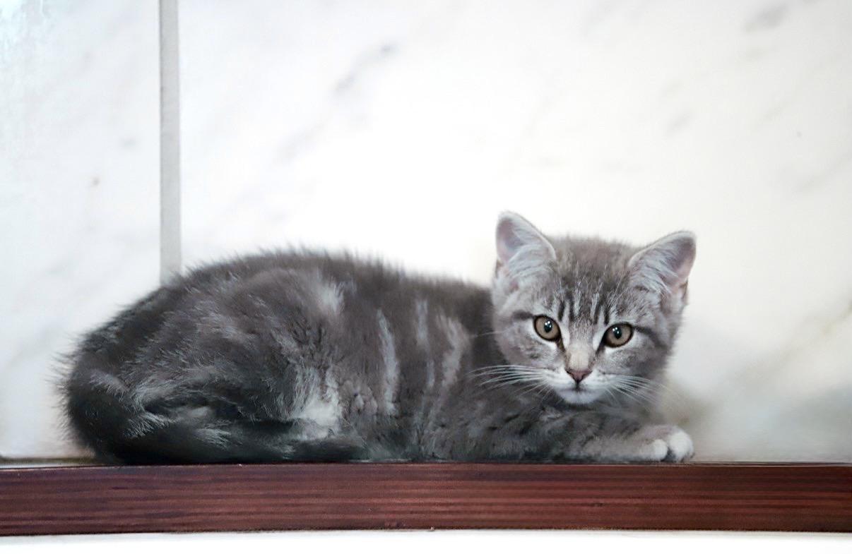 Sprinkles, adoptable, Kitten Female Domestic Short Hair.
