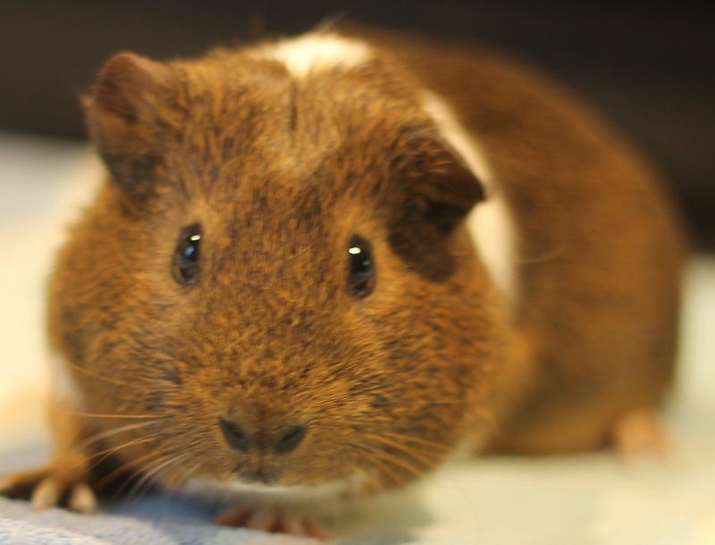 Jersey, a ADOPTABLE Guinea Pig in Budd Lake, NJ image 1/6