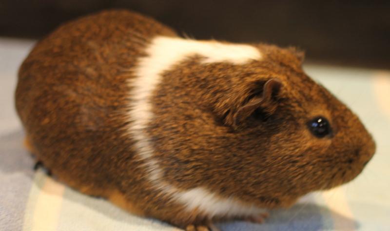 Jersey, a ADOPTABLE Guinea Pig in Budd Lake, NJ image 6/6