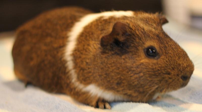 Jersey, a ADOPTABLE Guinea Pig in Budd Lake, NJ image 4/6