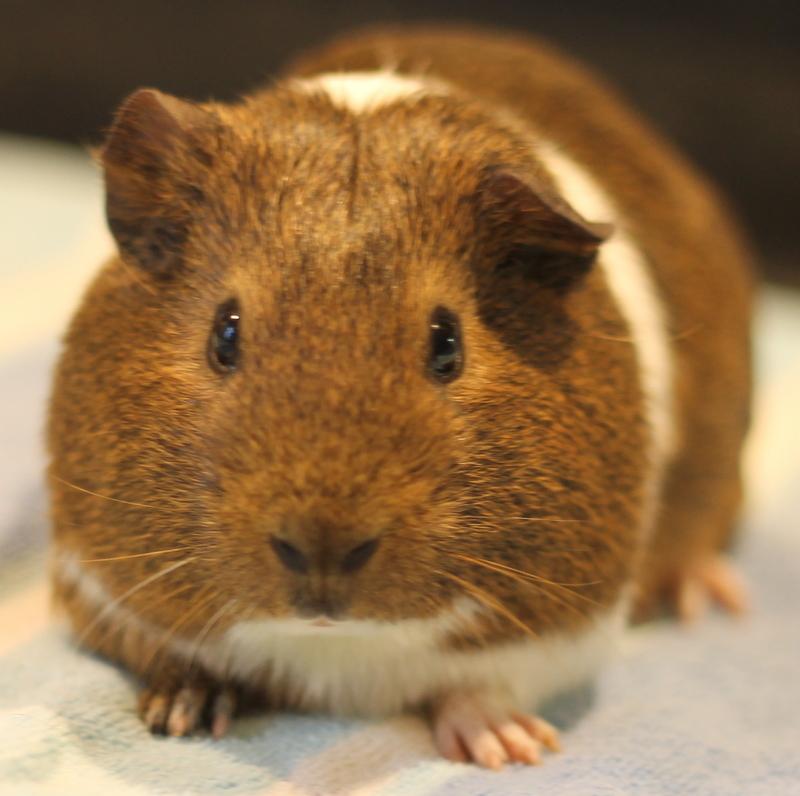 Jersey, a ADOPTABLE Guinea Pig in Budd Lake, NJ image 2/6