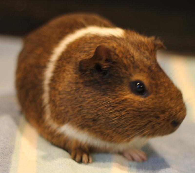 Jersey, a ADOPTABLE Guinea Pig in Budd Lake, NJ image 3/6