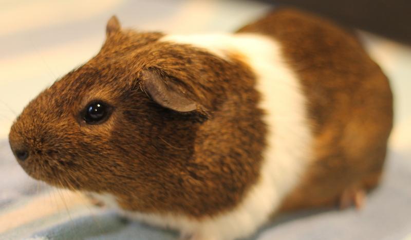 Jersey, a ADOPTABLE Guinea Pig in Budd Lake, NJ image 5/6