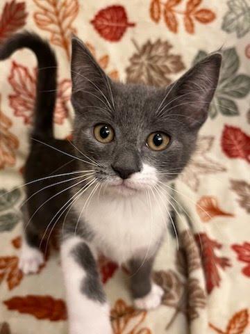 Better Boy, Adoptable, Kitten Male Domestic Short Hair.