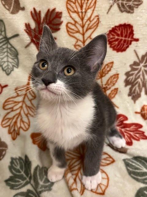 Enlarge Better Boy, a Adoptable mixed breed in Knoxville, TN image 2/6