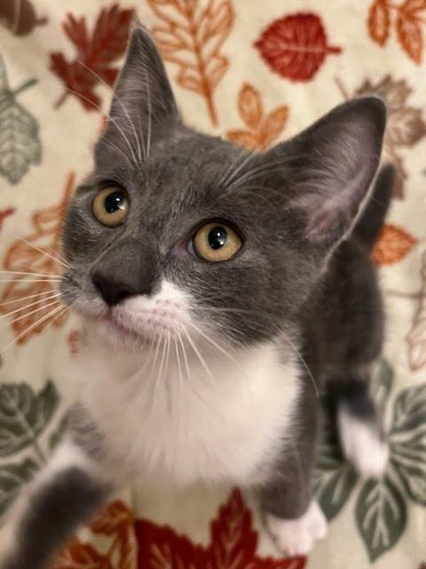 Enlarge Better Boy, a Adoptable mixed breed in Knoxville, TN image 4/6